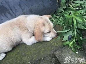 狗狗最新爆料视频下载免费  第1张